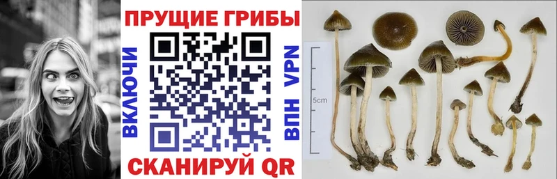 закладки  Тольятти  OMG зеркало  Галлюциногенные грибы мухоморы 